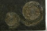 Fossil Ammonite (Dactylioceras) Cluster - Posidonia Shale, Germany #378178-1